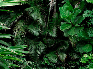 Tropical Rainforest Landscape background. Tropical jungle palms, trees and plants